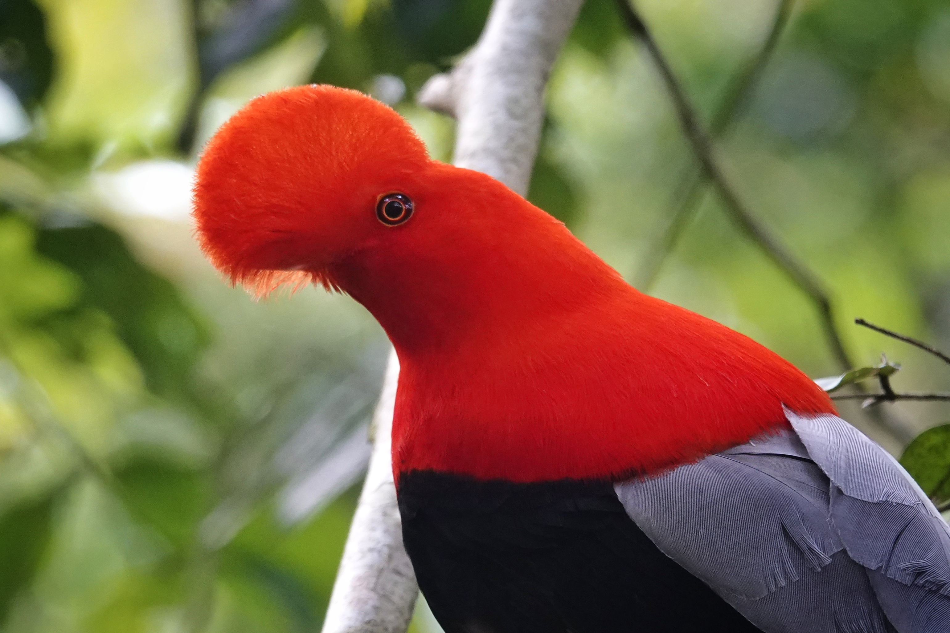Huppe rouge de coq-de-roche